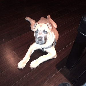 Canine Romeo's Fight with Cancer